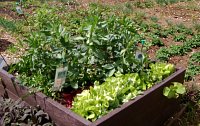 beans and lettuces growing in a raised bed