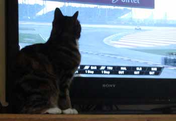 cat watching a screen