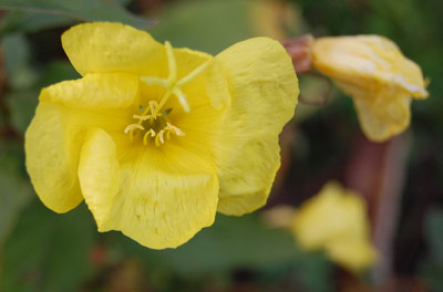 pale evening primrose flower