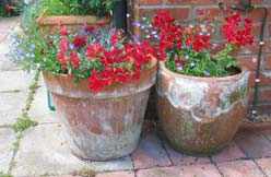 Red geraniums in planters